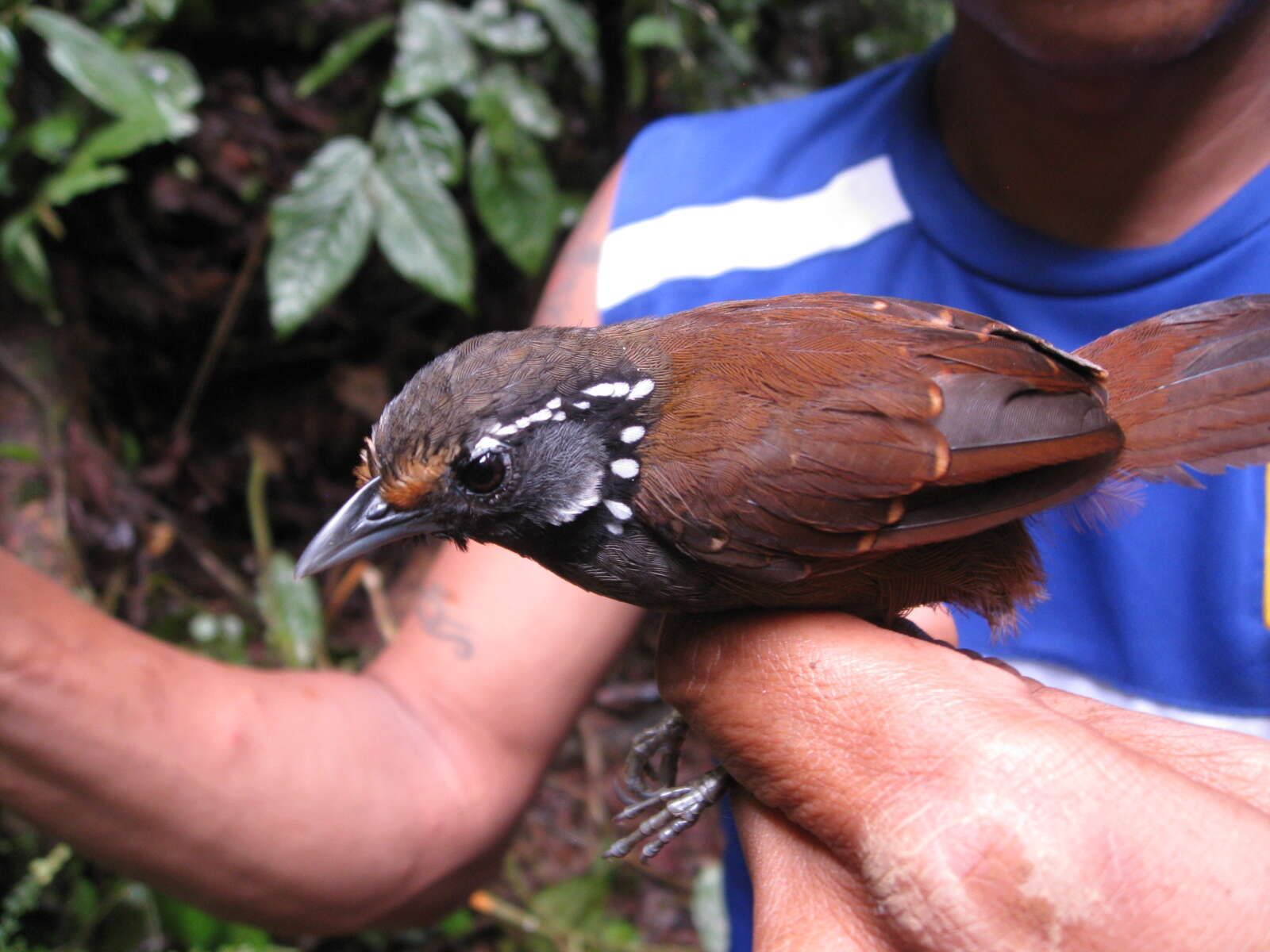 Imagem de Stachyris leucotis (Strickland 1848)