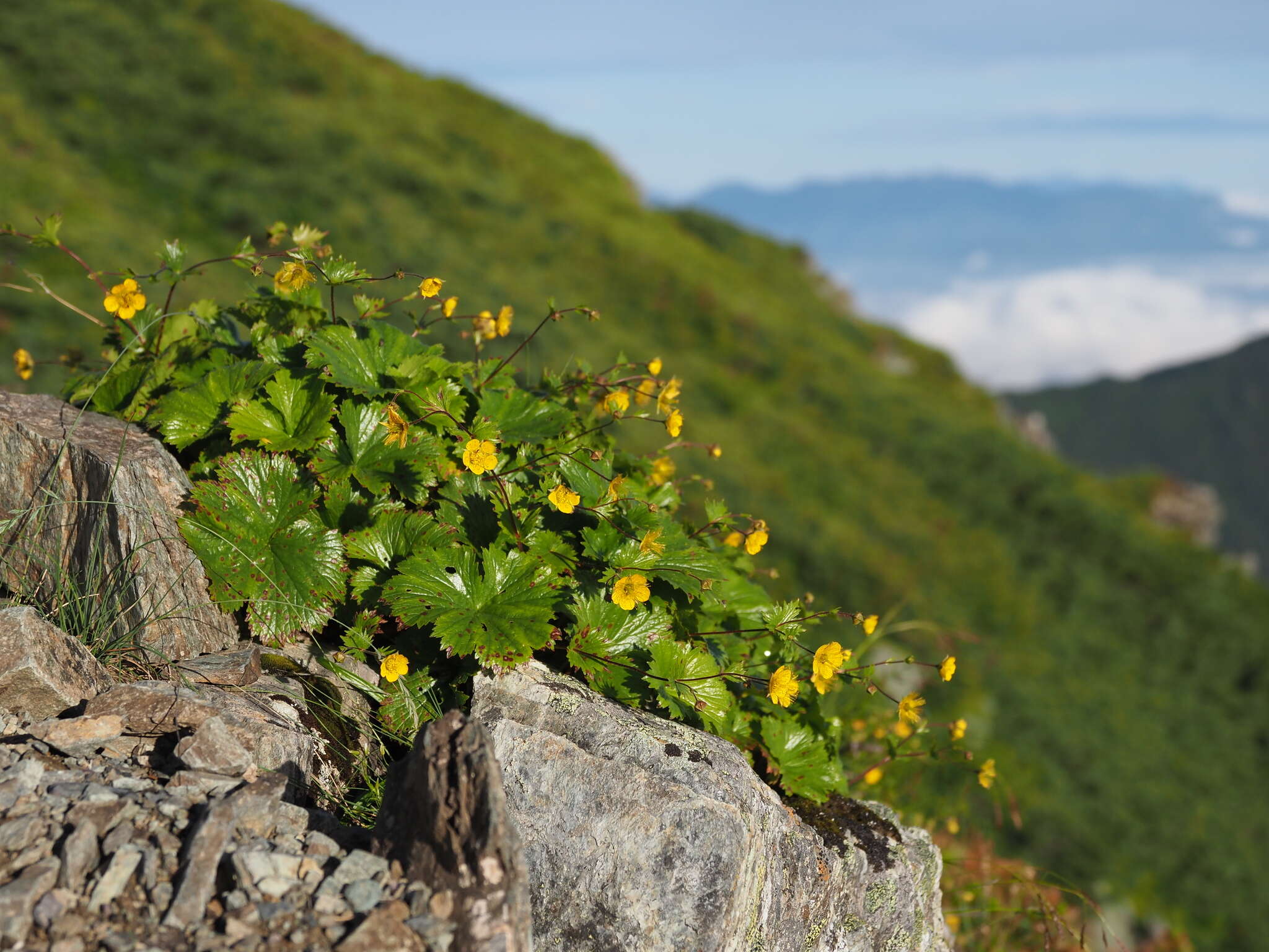 Image of Geum calthifolium subsp. nipponicum (F. Bolle) R. L. Taylor & B. Mac Bryde