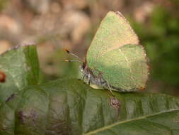 Plancia ëd Callophrys avis Chapman 1909