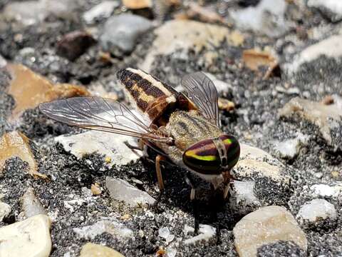 صورة Tabanus hinellus Philip 1960