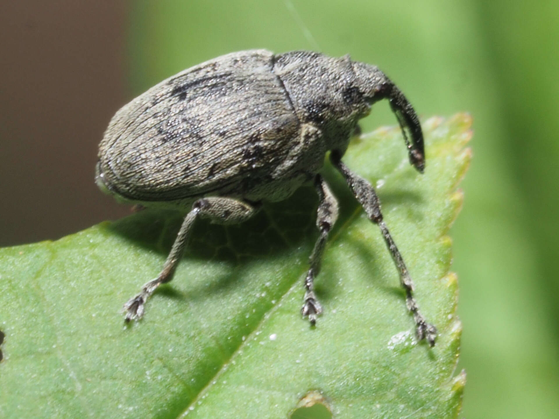 Ceutorhynchus napi Germar 1824 resmi