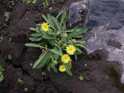 Image of Reichardia ligulata (Vent.) Kunkel & Sunding