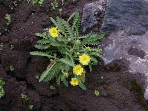 Image of Reichardia ligulata (Vent.) Kunkel & Sunding