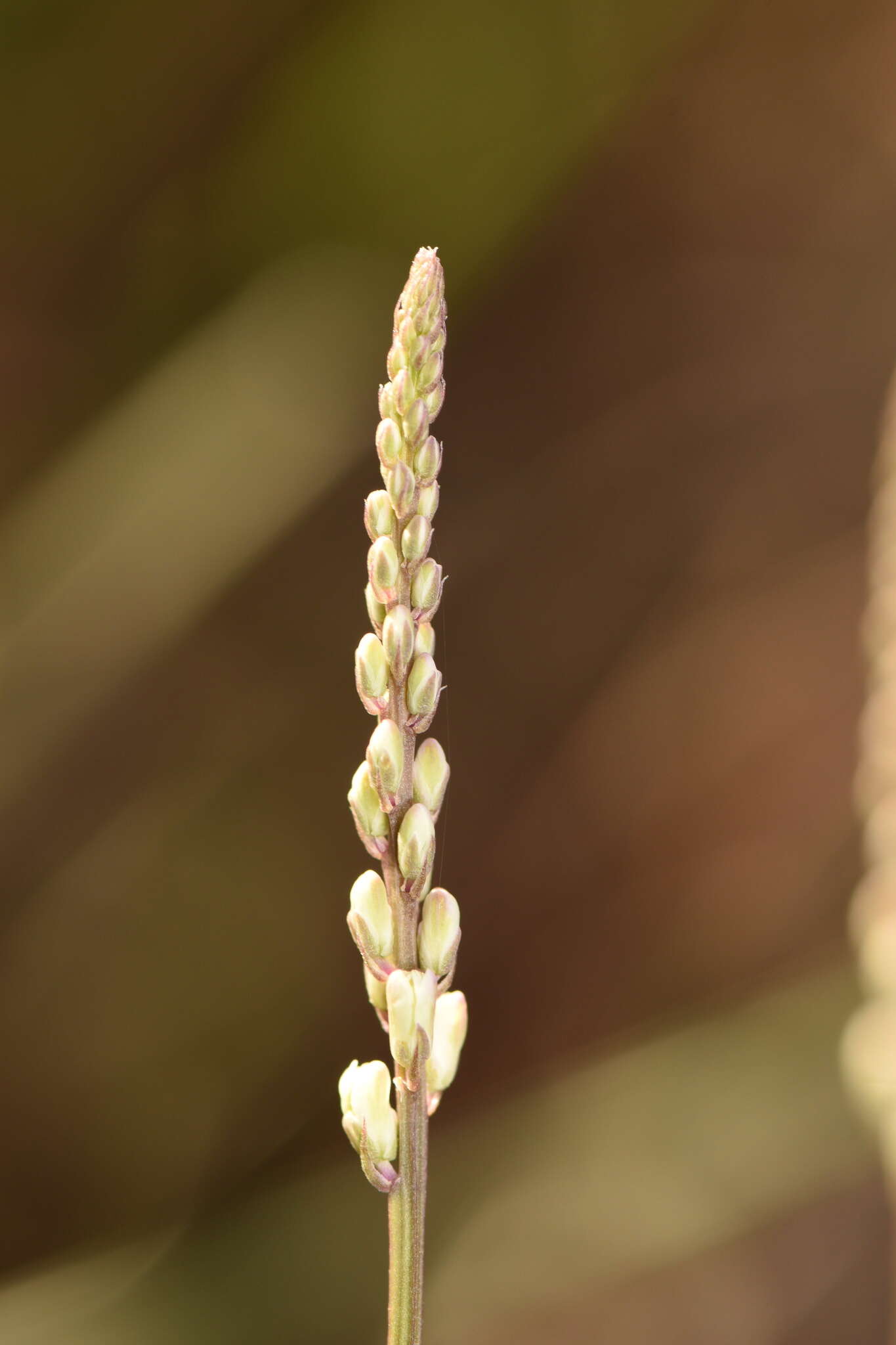 Polygala boykinii var. boykinii的圖片