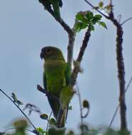 Image of Eupsittula pertinax ocularis (Sclater, PL & Salvin 1865)