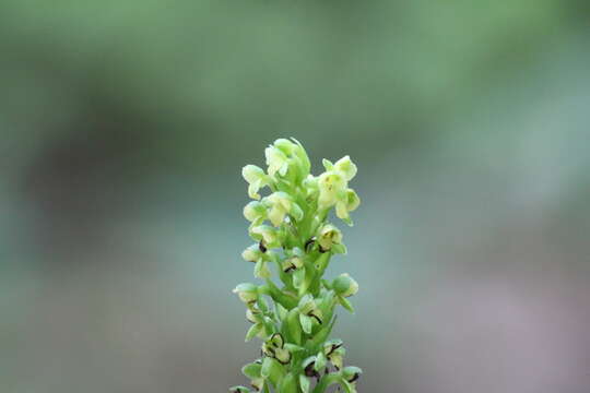 Image of palegreen orchid