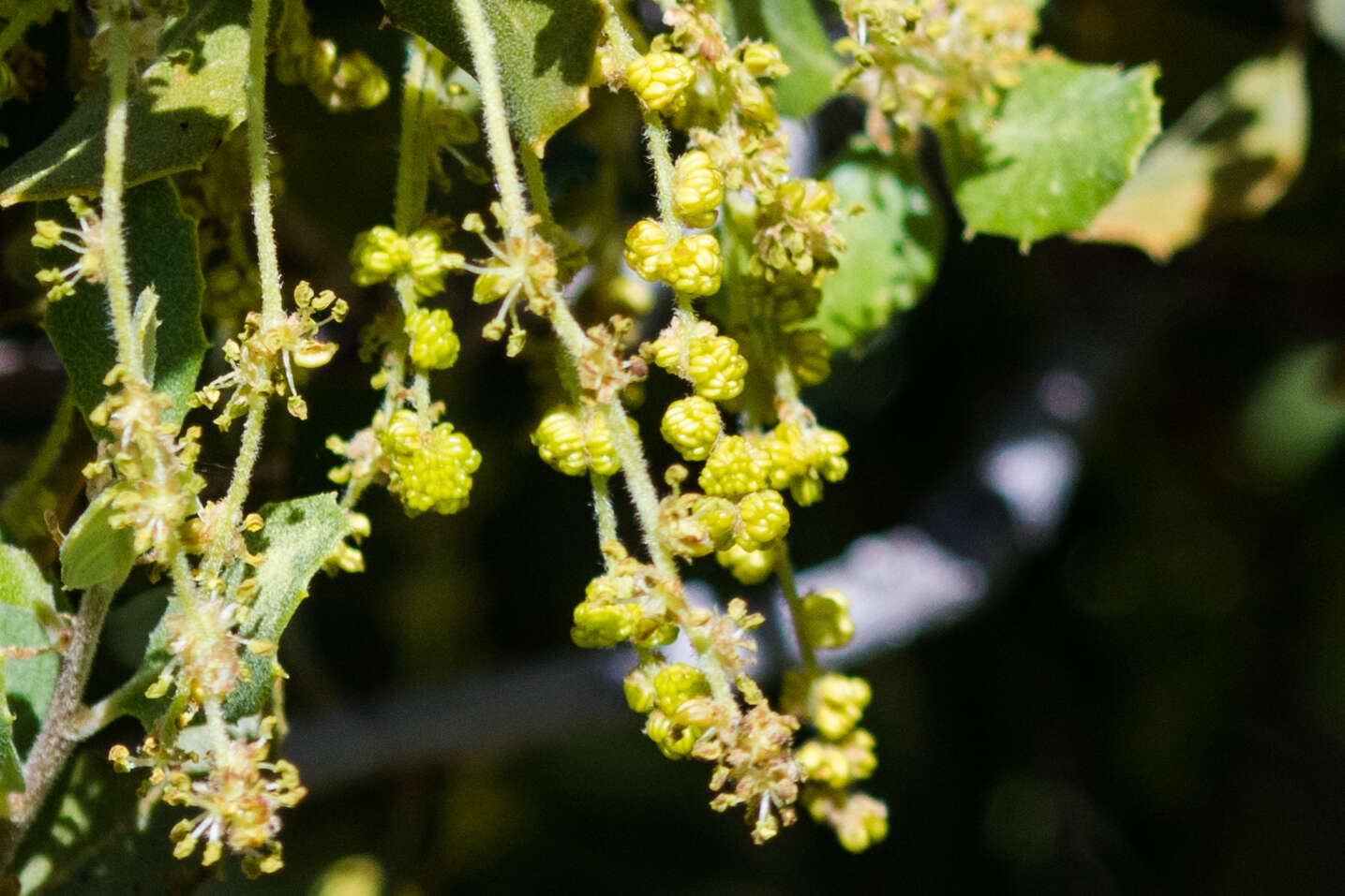 Image of Muller Oak