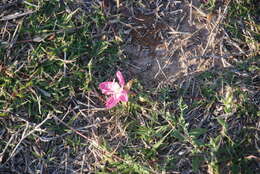 Imagem de Oenothera canescens Torr.