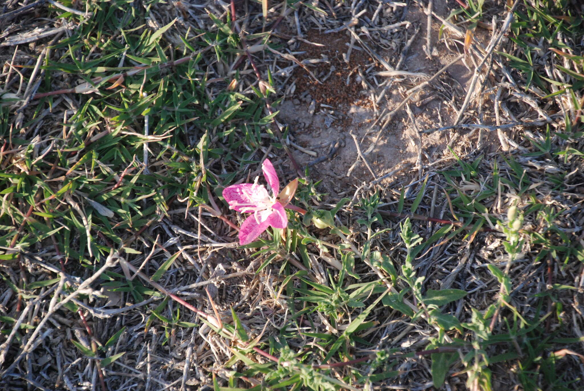 Imagem de Oenothera canescens Torr.