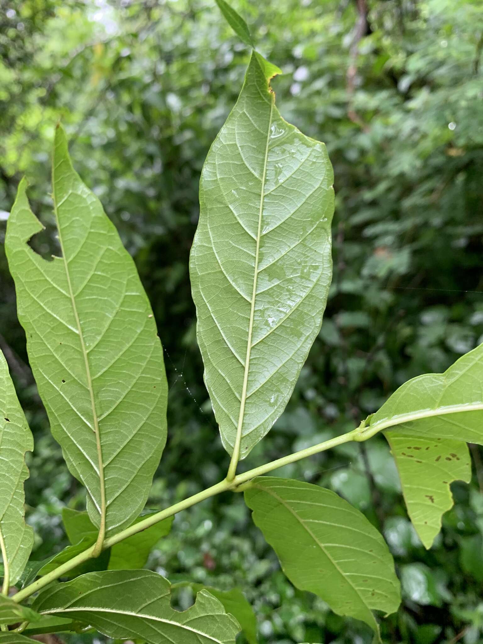 Sivun Combretum woodii Dümmer kuva