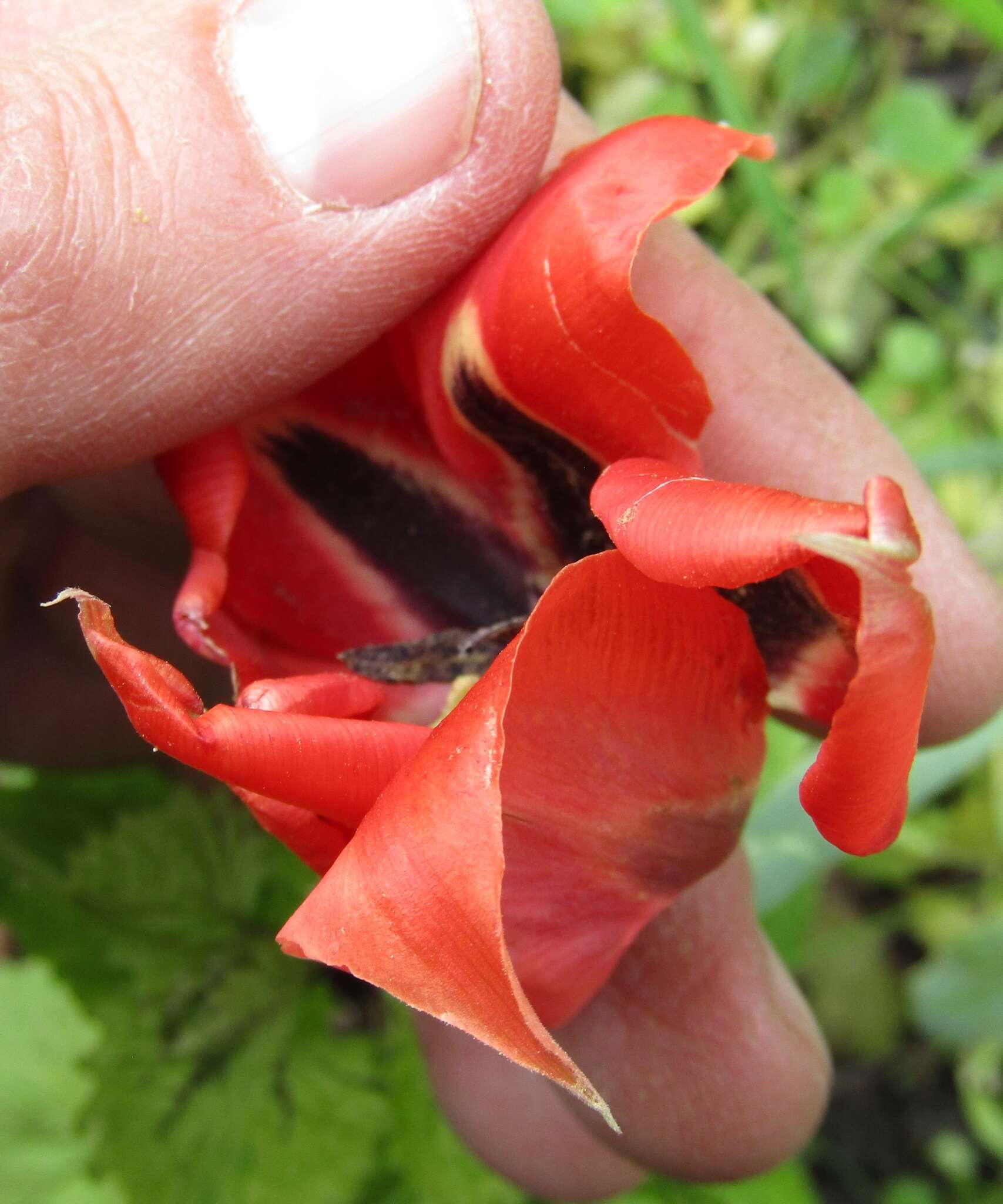 Image of Tulipa undulatifolia var. micheliana (Hoog) Wilford