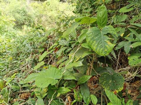 Argyreia nervosa (Burm. fil.) Bojer resmi