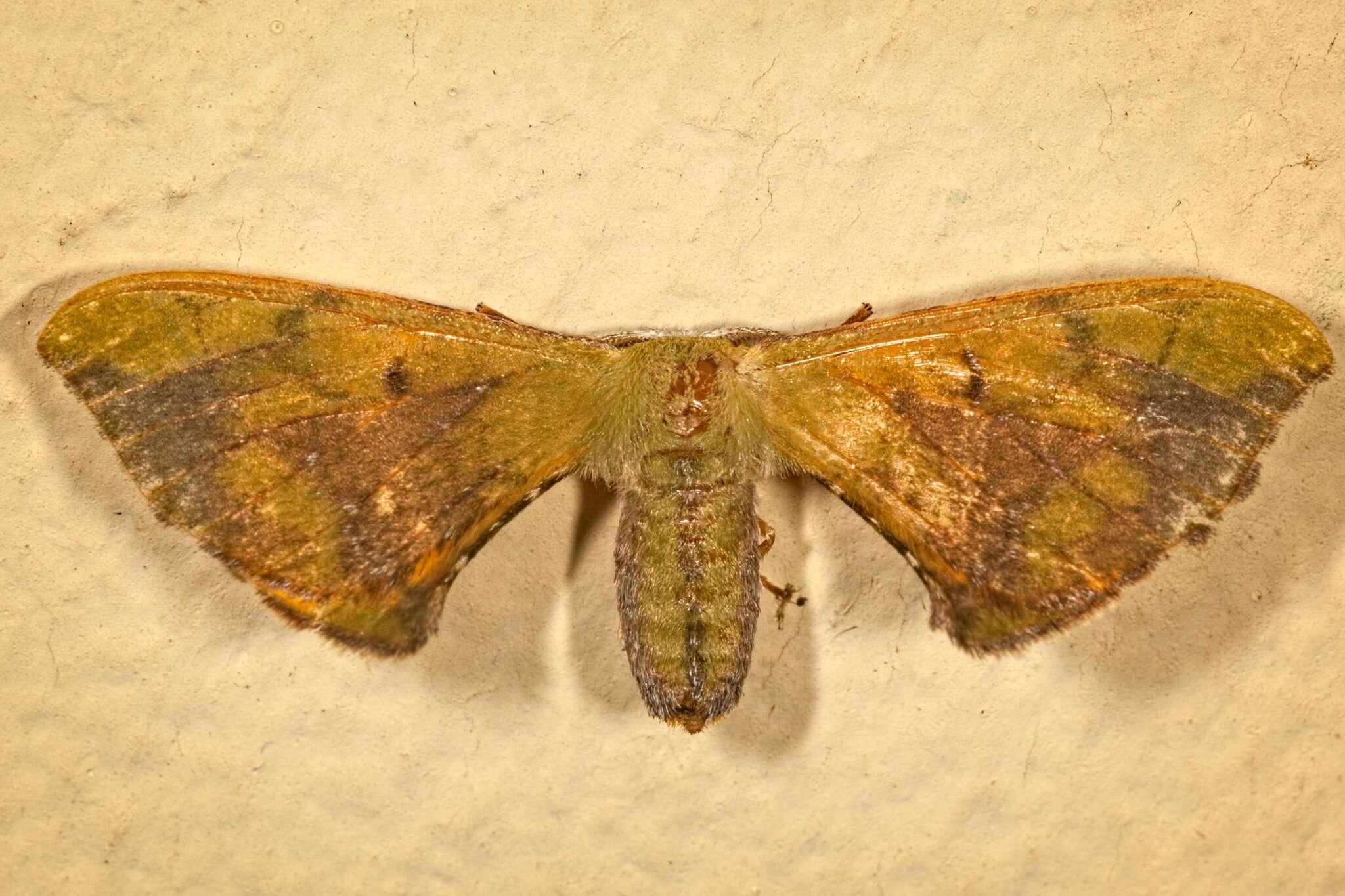 Image of Anticla antica Walker 1855