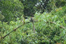 Image of Bamboo Lemur