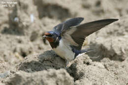 Image of Hirundo rustica gutturalis Scopoli 1786