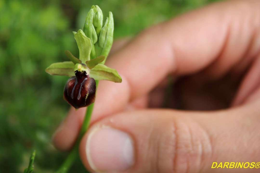 Image of Ophrys sphegodes subsp. epirotica (Renz) Gölz & H. R. Reinhard