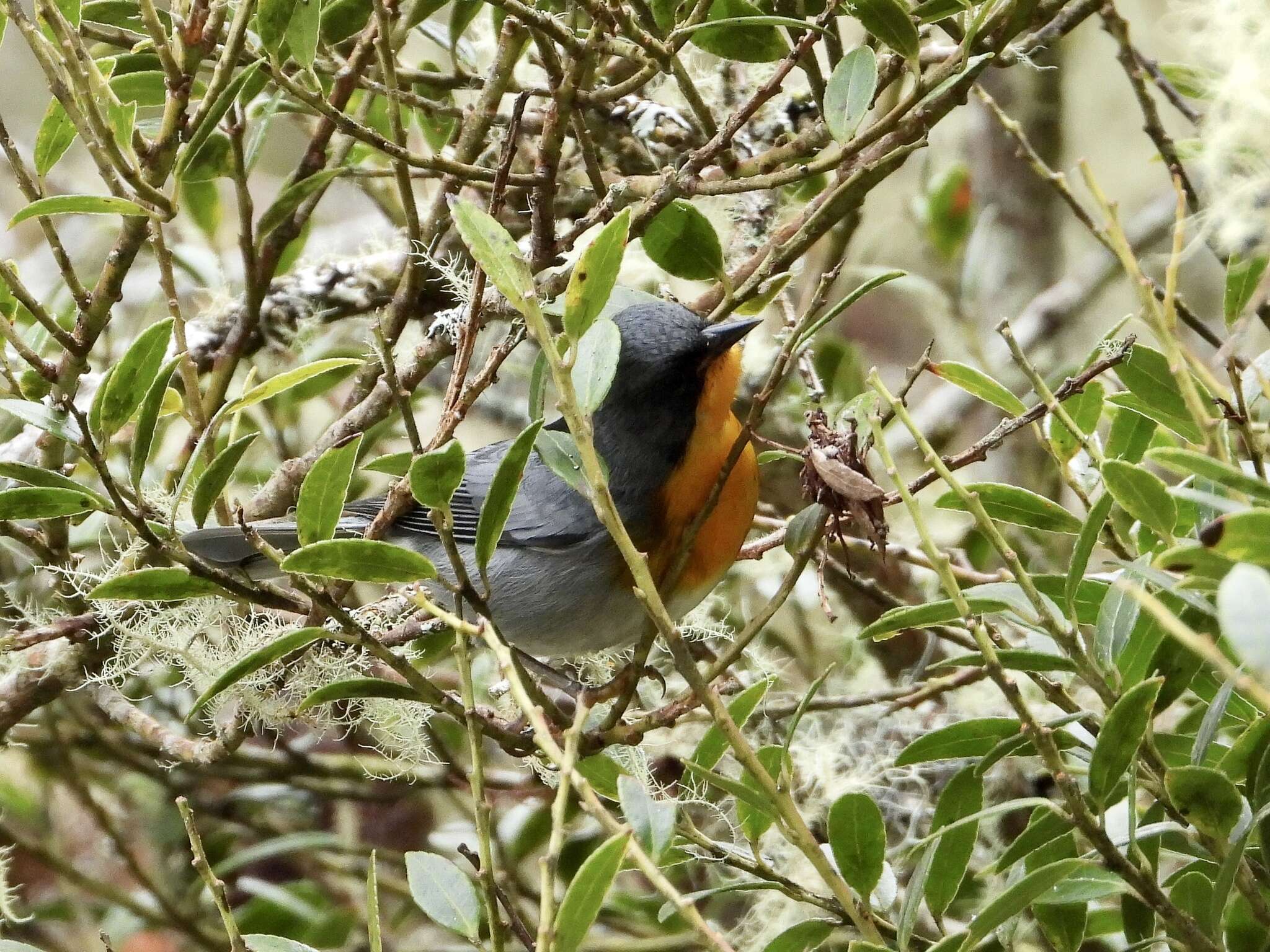 Oreothlypis gutturalis (Cabanis 1861) resmi