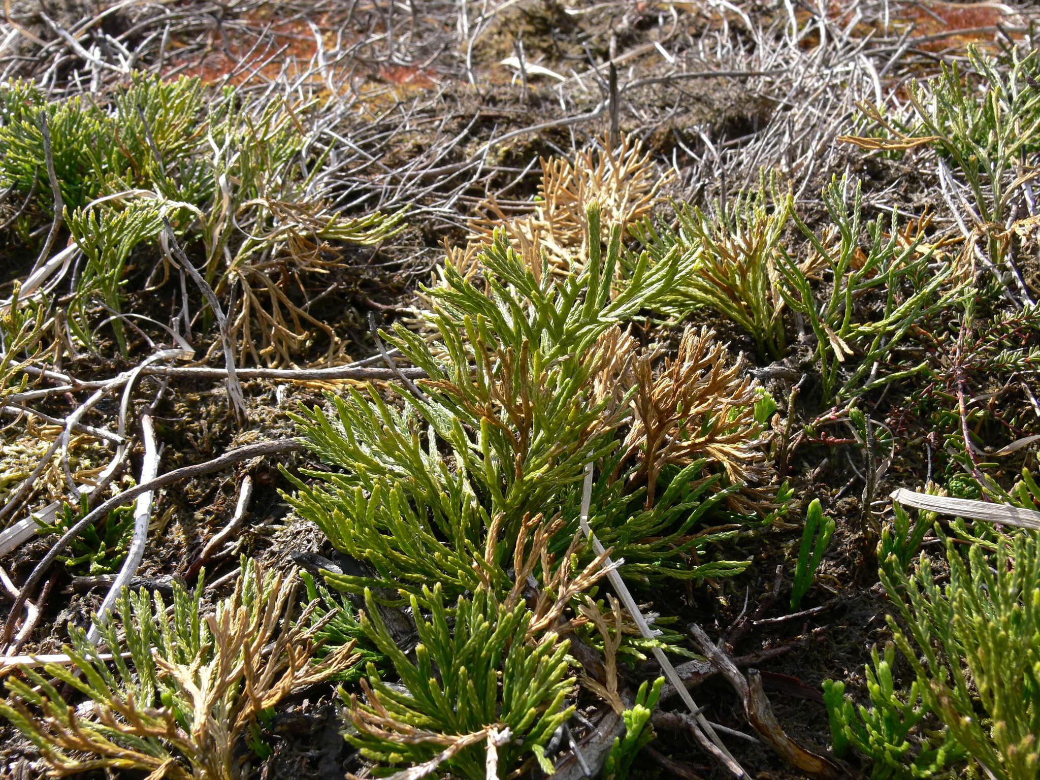 Imagem de Diphasiastrum zeilleri (Rouy) J. Holub