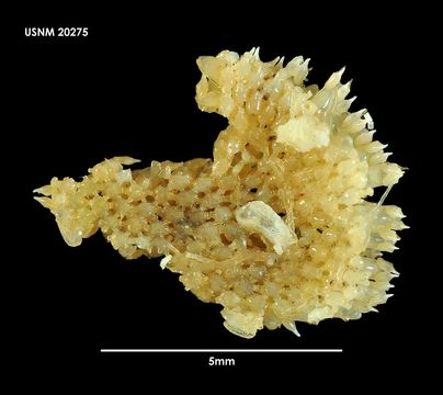 Image of <i>Beania livingstonei</i> Hastings 1943