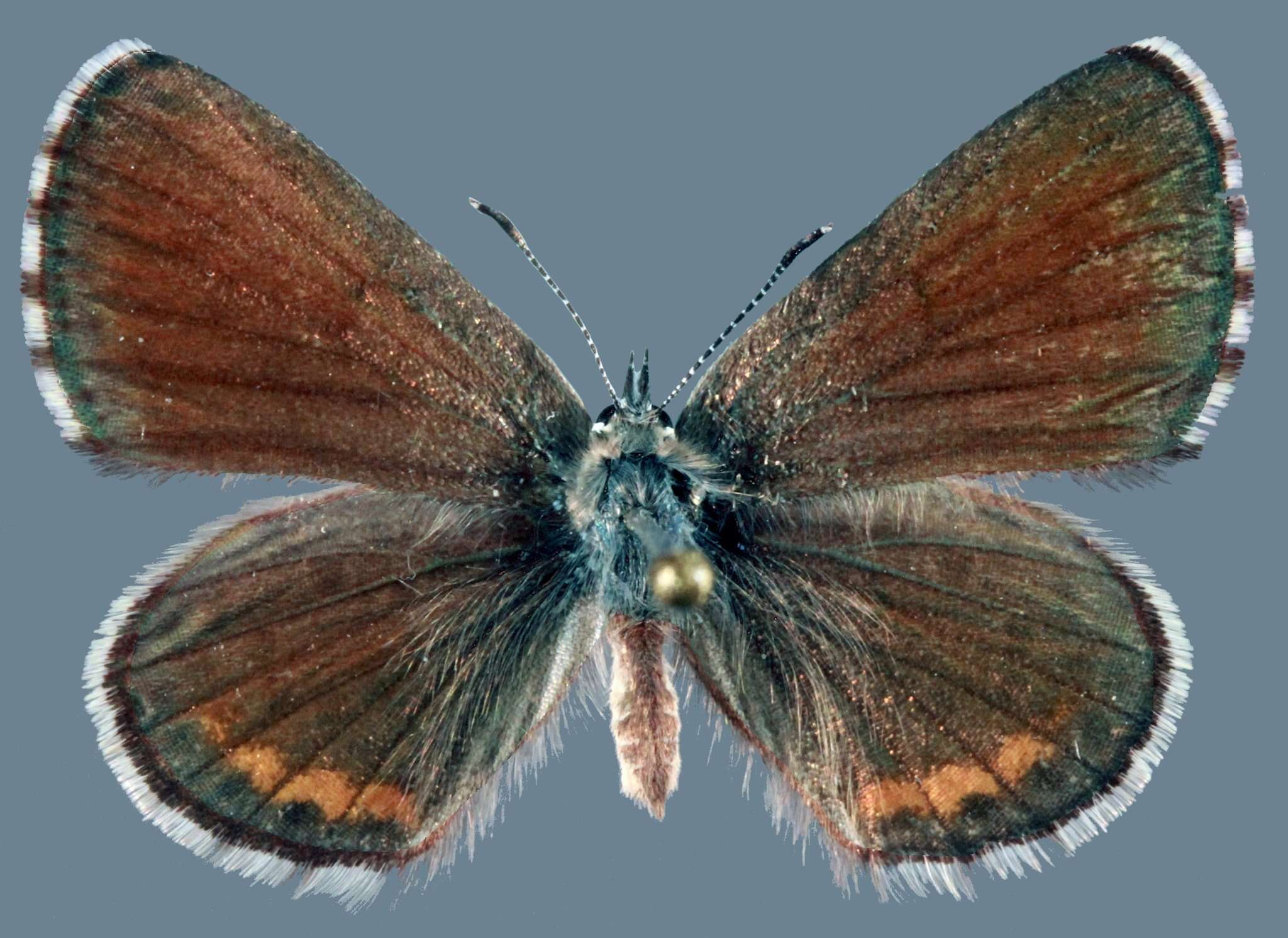 Image of Euphilotes ancilla ancilla