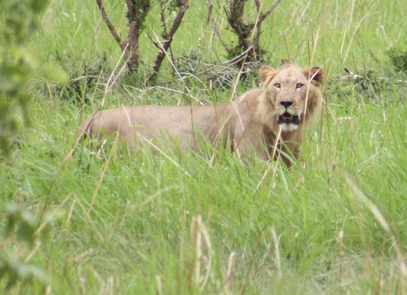 Image of Barbary lion