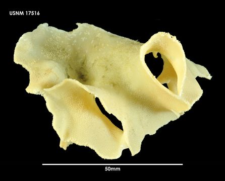 Image of <i>Arachnopusia inchoata</i> Hayward & Thorpe 1988