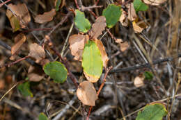 Image of Davis Mountain oak