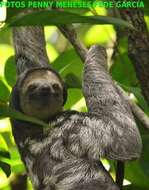 Image of Pale-throated Sloth