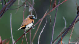 Image of Chestnut-breasted Mannikin