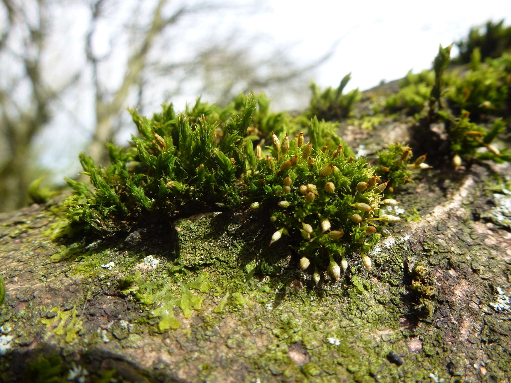 Image of orthotrichum moss