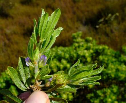 Image of Otholobium mundianum (Eckl. & Zeyh.) C. H. Stirt.