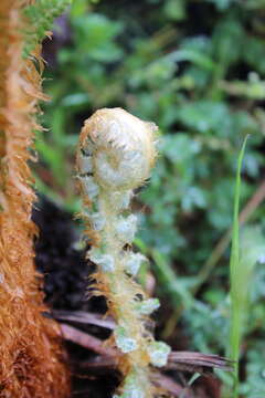 Image of Polystichum speciosissimum (A. Br. ex Kunze) Copel.