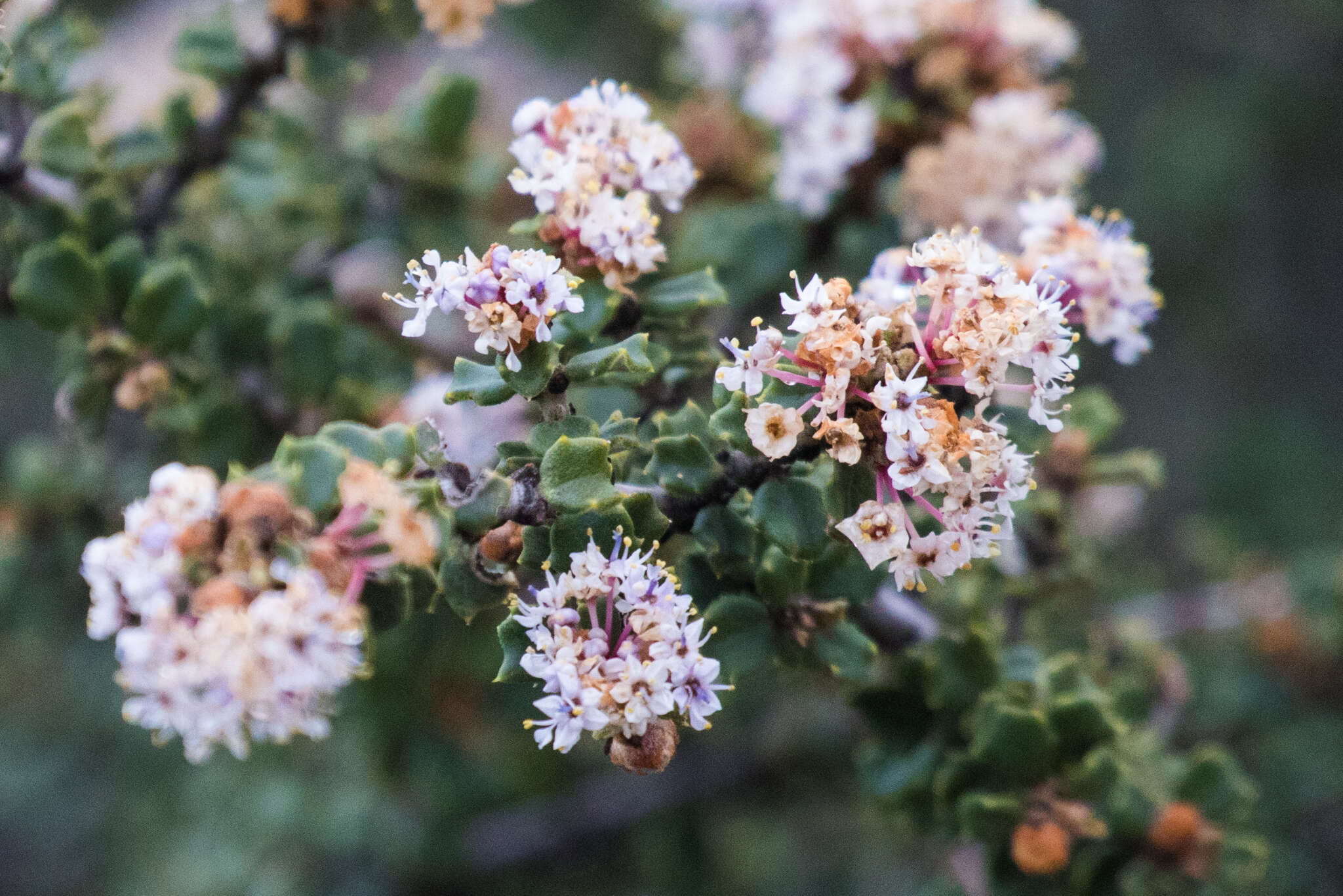 Image of ceanothus