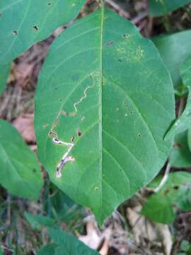 Image of Stigmella rhoifoliella (Braun 1912) Newton et al. 1982