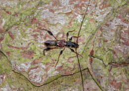 Image of Spruce Shortwing Beetle