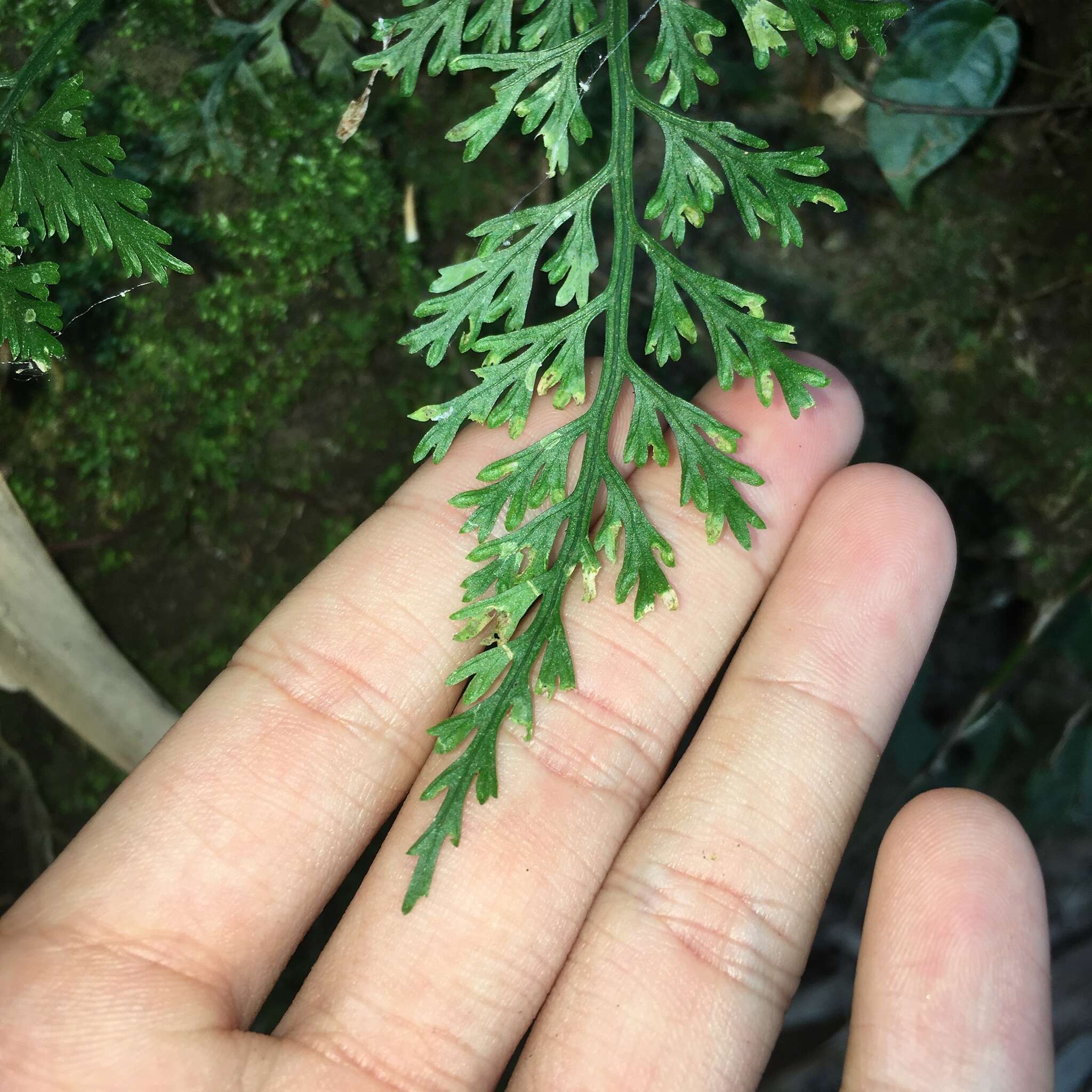 Image de Asplenium ritoense Hayata