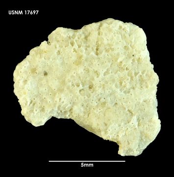 Image of <i>Lacerna watersi</i> Hayward & Thorpe 1989