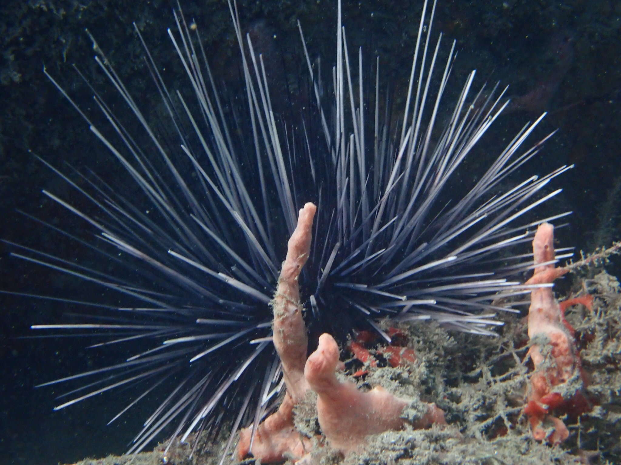 Image of spiny urchin