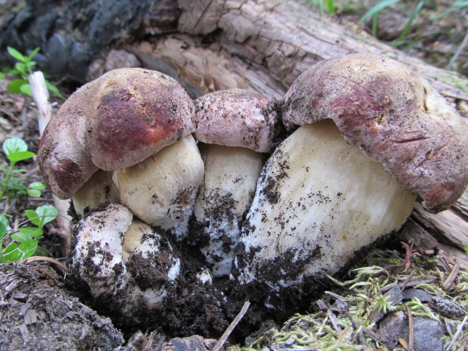 Image of Boletus rex-veris D. Arora & Simonini 2008