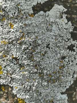 Image of rosette lichen