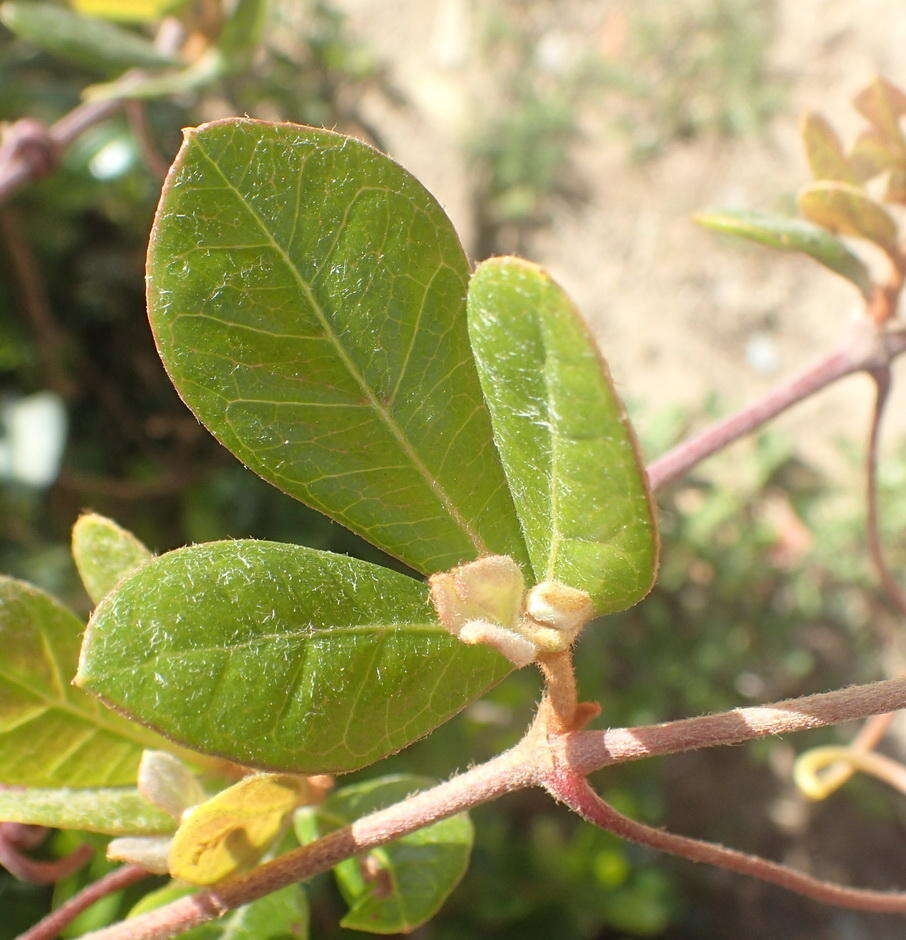 Слика од Searsia laevigata (L.) F. A. Barkley