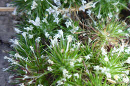 Image de Navarretia intertexta subsp. propinqua (Suksd.) A. G. Day