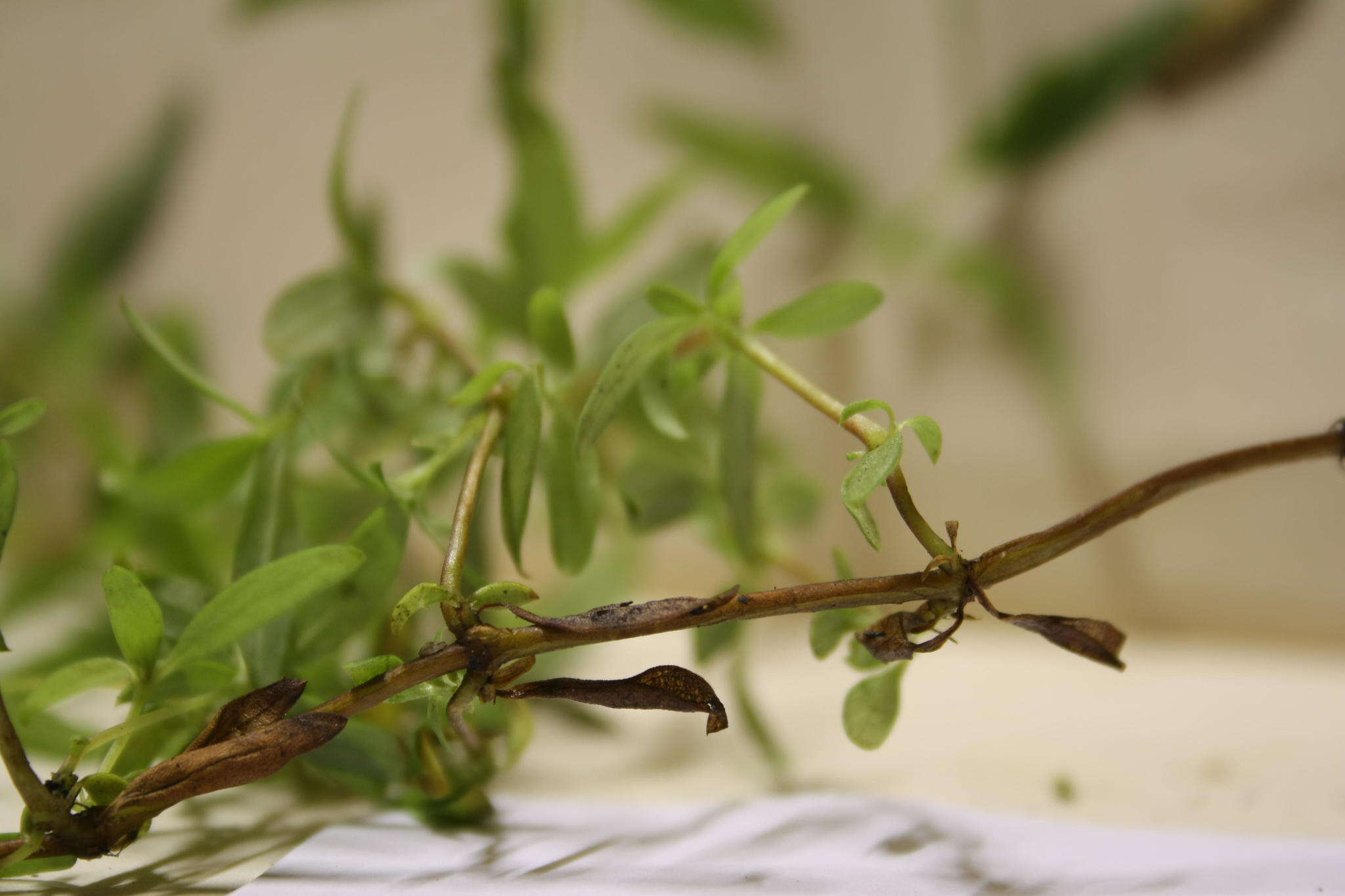 Image of Carpacoce spermacocea subsp. orientalis Puff