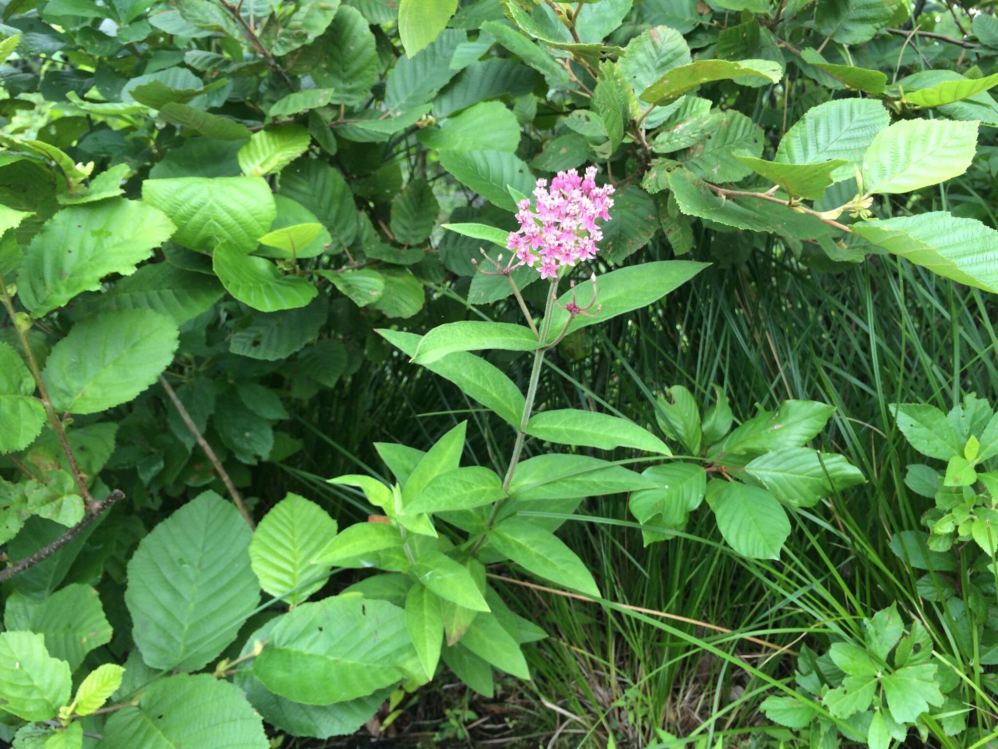 Imagem de Asclepias incarnata subsp. pulchra (Ehrh. ex Willd.) Woods.