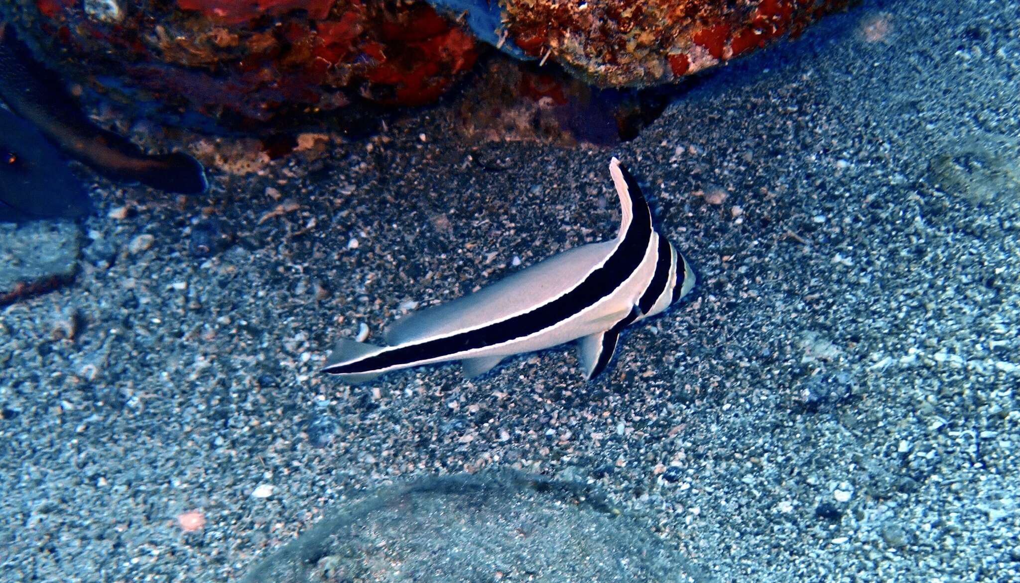 Image of Donkey fish
