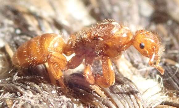 Imagem de <i>Lasius latipes</i>