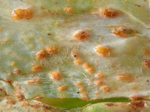 Image of Puccinia porri (Sowerby) G. Winter 1881