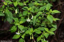 Image of Fuchsia thymifolia subsp. thymifolia