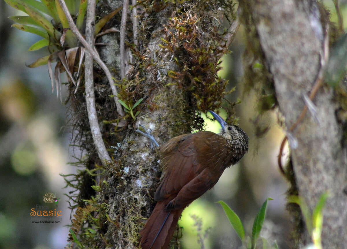 Image of Strong-billed Woodcreeper