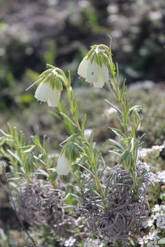 Image of Onosma tanaitica